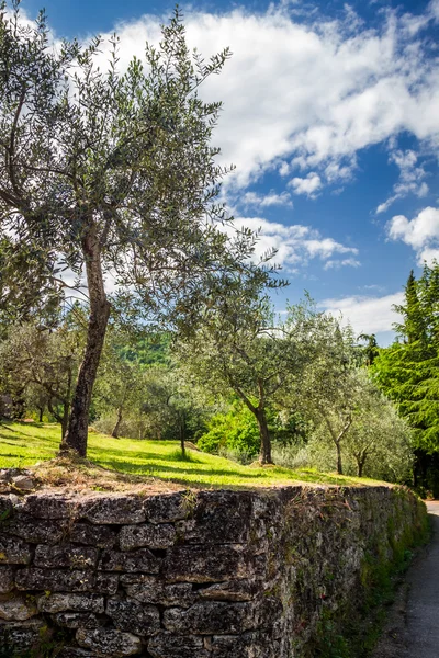 Olive grove in de zomer — Stockfoto