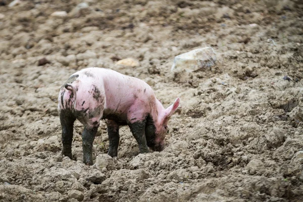 Маленькая свинья в грязи — стоковое фото