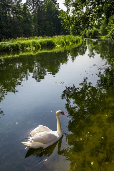 Cisne flotando en el río en las zonas silvestres — Foto de Stock