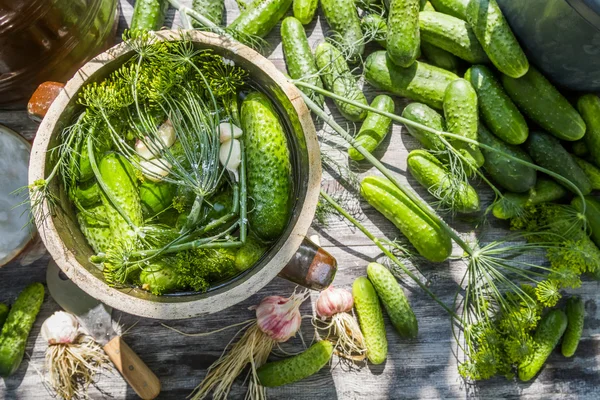 Beitsen komkommers op het platteland — Stockfoto