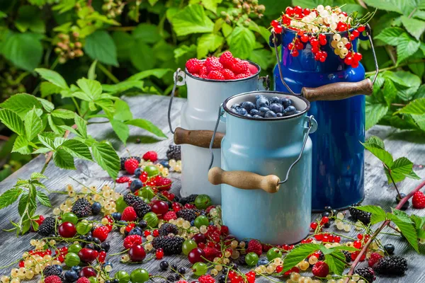 Freshly collecting wild berry fruits — Stock Photo, Image