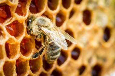 Close up of bees in a beehive on honeycomb clipart