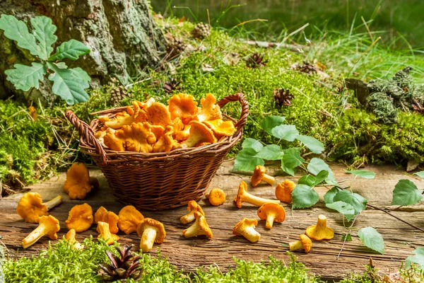 Cogumelos recém-colhidos na cesta de vime — Fotografia de Stock