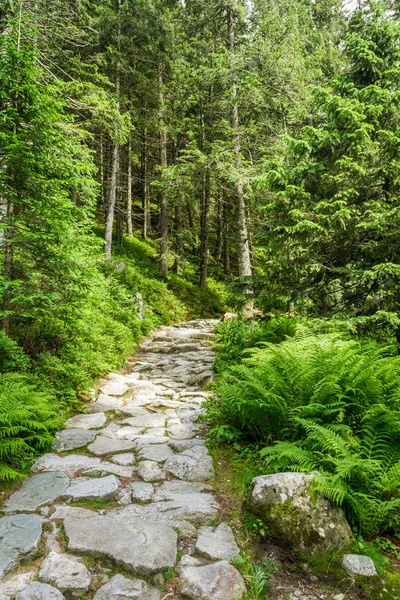 Sentiero in pietra che porta alla vetta in estate — Foto Stock