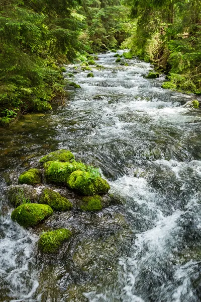 Corriendo arroyo de montaña en el bosque — Foto de Stock