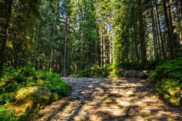 Stenen pad in een bergbos — Stockfoto