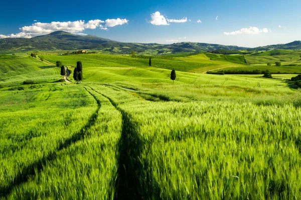 Misty valley in Tuscany at sunrise — Stock Photo, Image