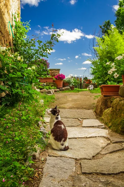 Cats in ancient garden, Italy — Stock Photo, Image