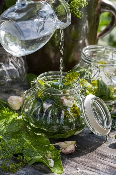 Cetrioli freschi sottaceti in campagna — Foto Stock