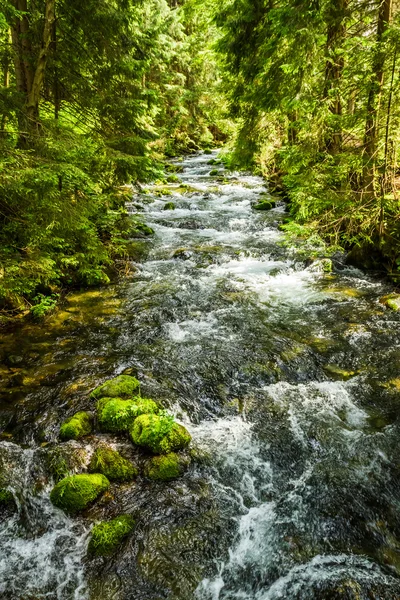Lato górski potok w lesie — Zdjęcie stockowe