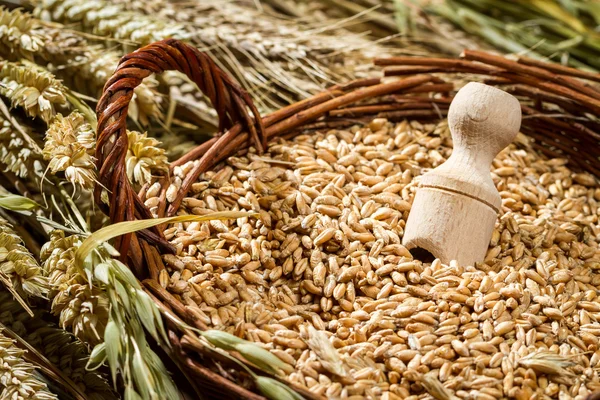 Cesto pieno di grano con spighe — Foto Stock