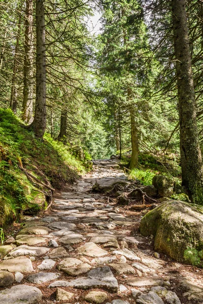 Sentiero in pietra tra gli alberi delle montagne — Foto Stock