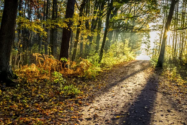 Poranne światło słoneczne w jesiennym lesie — Zdjęcie stockowe