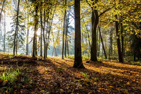 秋の森の朝の日差し — ストック写真