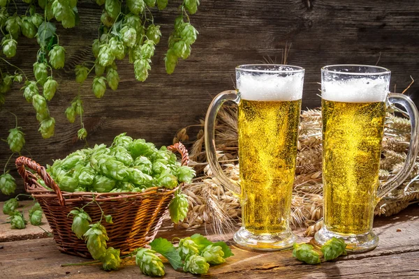 Golden ears in fresh beer and hops — Stock Photo, Image