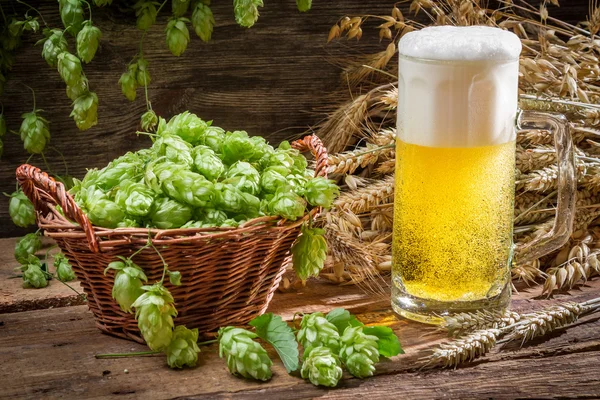 Golden ears in fresh beer and hops — Stock Photo, Image