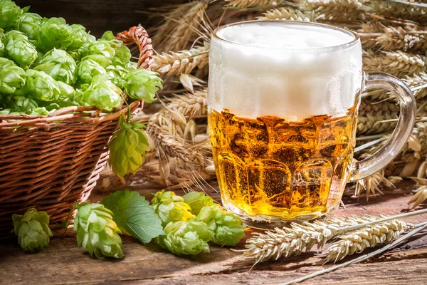 Golden ears in fresh beer and hops — Stock Photo, Image