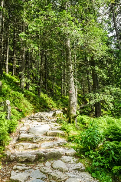 Sentiero in pietra che porta alla vetta in estate — Foto Stock