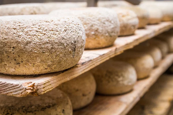Ovčí sýr pro přepravu — Stock fotografie