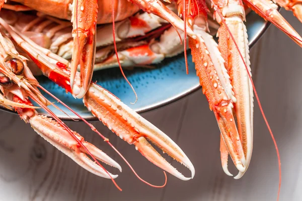 Freshly cooked langoustines as a seafood dish — Stock Photo, Image