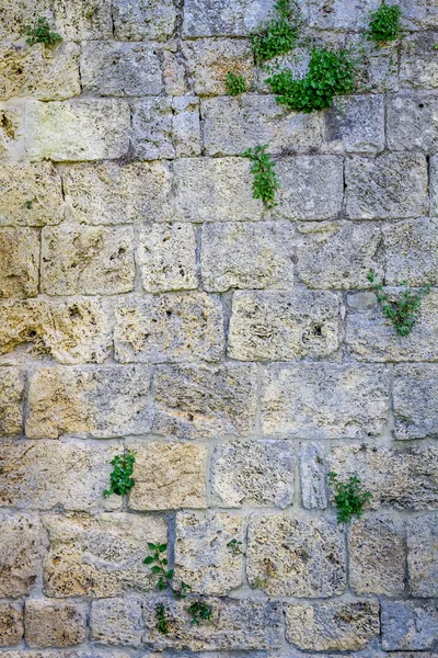 Medieval wall of white stone with small plant — Stock Photo, Image
