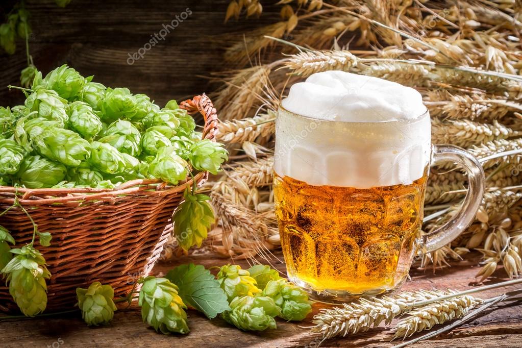 Hopfen und Getreide als Zutaten für Bier Stockfotografie lizenzfreie Fotos © Shaiith79