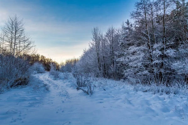 Forest path covered with snow at sunrise — Stock Photo, Image