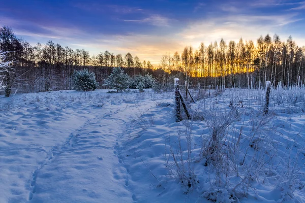 Télen a napfelkelte az erdőben. — Stock Fotó