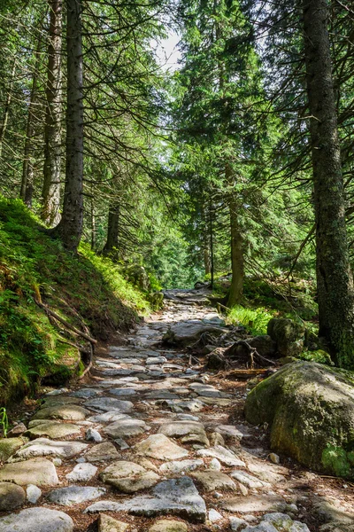 Sentiero in pietra tra gli alberi delle montagne — Foto Stock