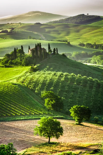 Azienda agricola di oliveti e vigneti — Foto Stock