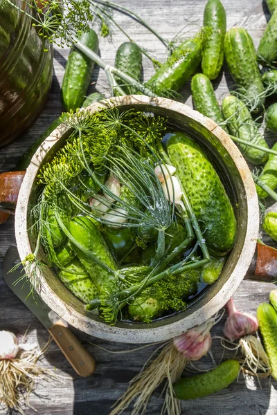 Cetrioli sottaceto in campagna — Foto Stock