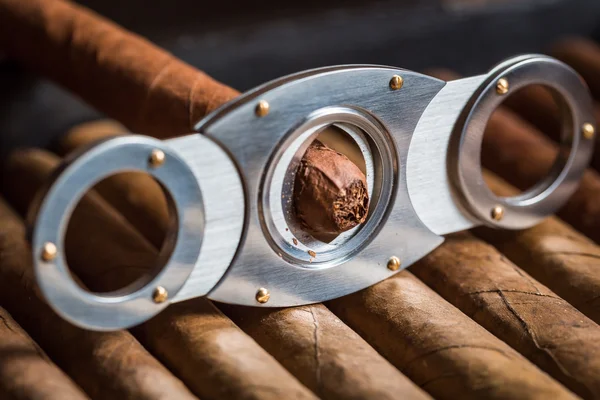 Guillotine klappanden bort cigarr tips — Stockfoto
