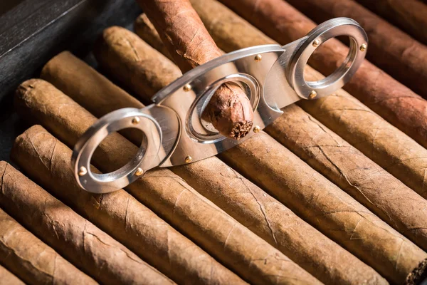 Cutting off cigar tip on cigars pile — Stock Photo, Image