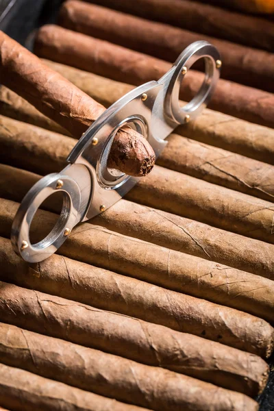 Guilhotina e charuto na pilha de charutos — Fotografia de Stock