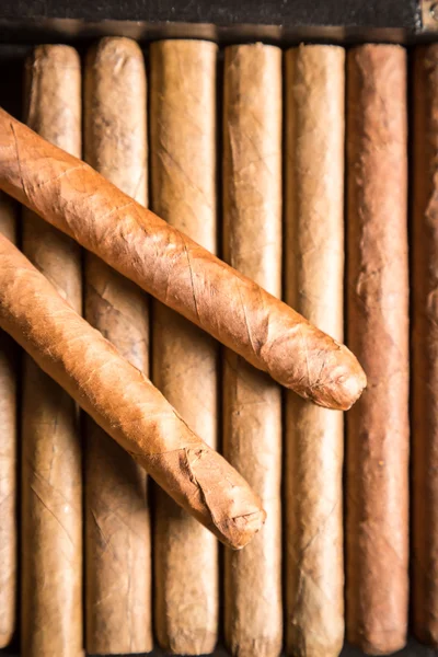 Humidor di legno pieno di sigari — Foto Stock