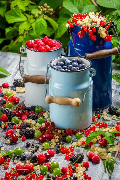 Frutti di bosco appena raccolti — Foto Stock