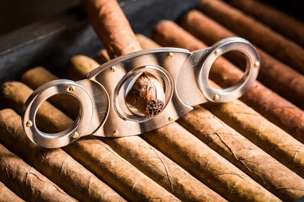 Cutting off cigar tip on cigars pile — Stock Photo, Image