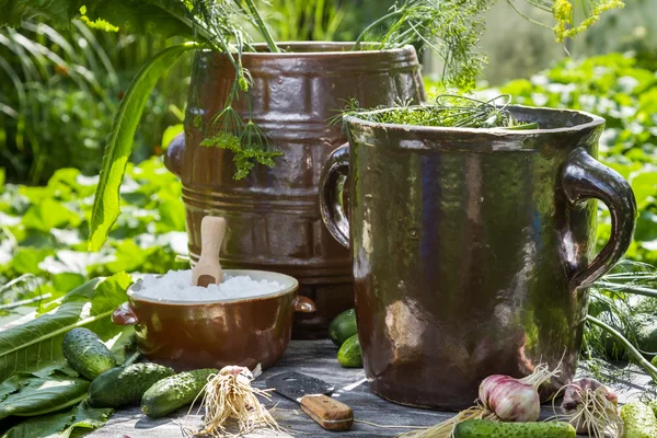 Pickling cucumbers in the countryside — Stock Photo, Image