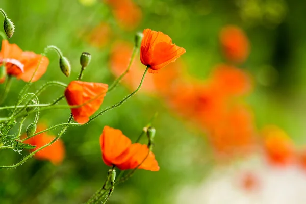 Amapolas rojas en verano — Foto de Stock