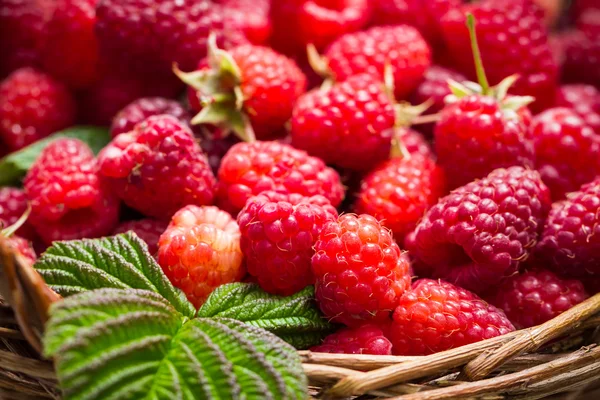 Closeup of freshly picked raspberries in the basket — Stock Photo, Image