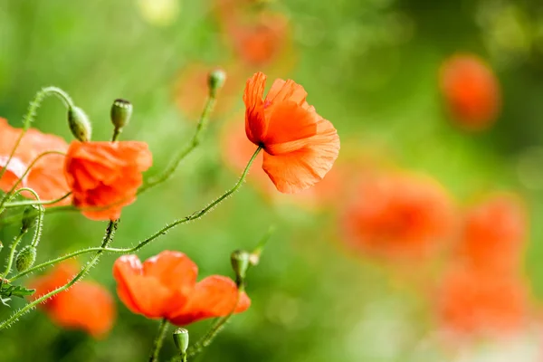 在夏天的红色罂粟花 — 图库照片