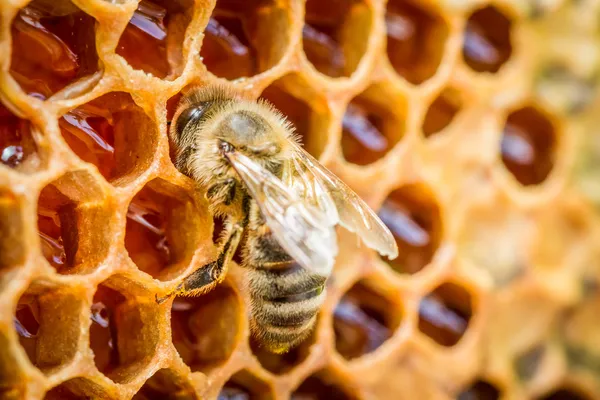 Пчелы в улье на сотах — стоковое фото