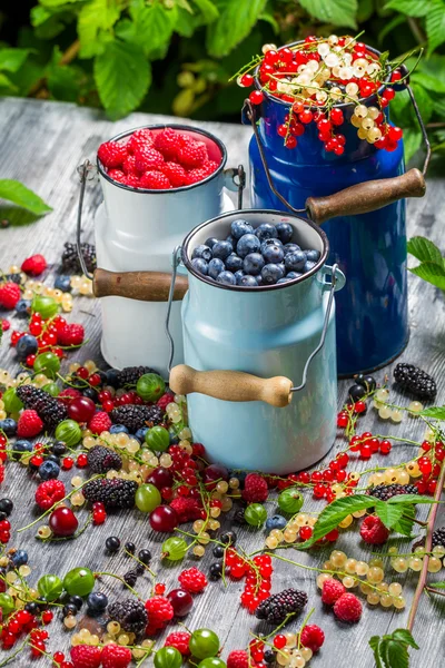 Frutos de bayas silvestres recién cosechados en verano —  Fotos de Stock