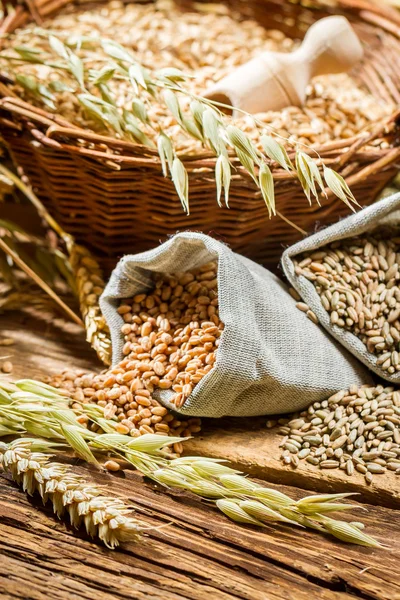 Råg, korn och vete är grunden för gott bröd — Stockfoto