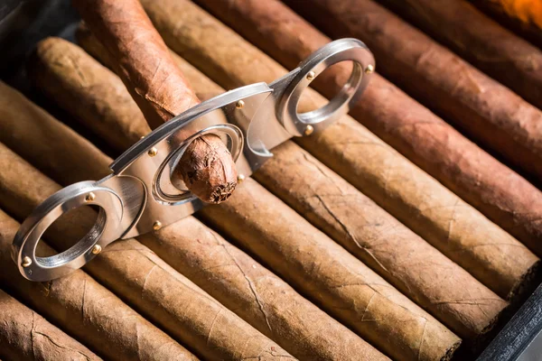 Guillotine and cigar on cigars background — Stock Photo, Image