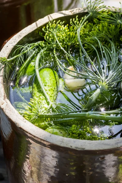 Pickling cucumbers in the countryside — Stock Photo, Image