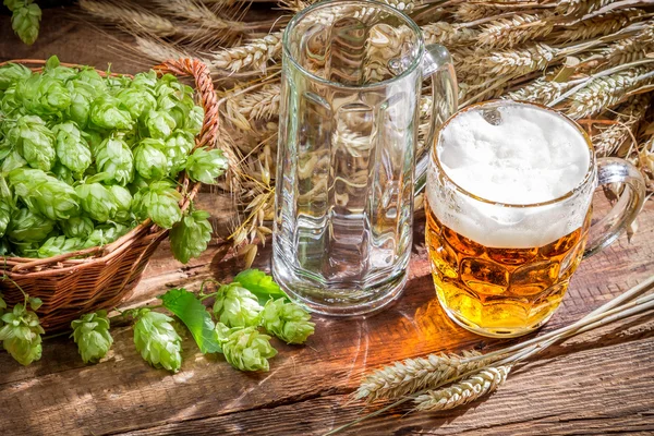 Frisch geerntete Hopfendolden und kaltes Bier — Stockfoto