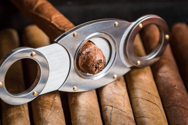 Cigar tip over sigaren stapel afsnijden — Stockfoto