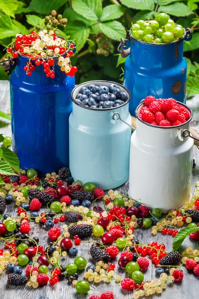 Collecting fresh wild berries — Stock Photo, Image