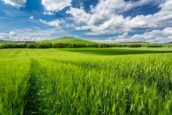 Beautiful view of green fields and meadows at sunset in Tuscany — Stock Photo, Image